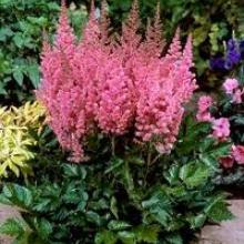 astilbe 'visions in pink'