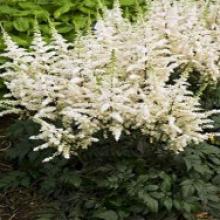 astilbe 'visions in white'