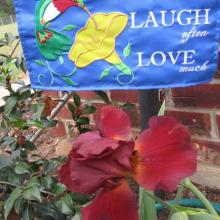 bearded, iris, plant, bulbs, louisiana, nursery, 