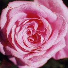 Rose-Belinda's Dream