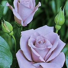 Rose-Blue Moon