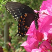 bouganvilla, plant, tropical, louisiana, nursery