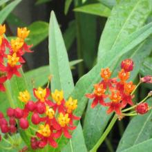 butterfly, weed, plant, perennials, louisiana, nursery