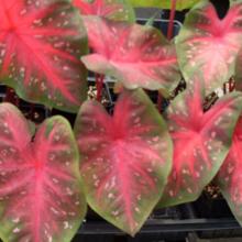 caladiums, plants, bulbs, rhizomes, louisiana, nursery