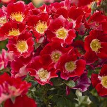 Rose-Carefree Spirit