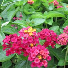 carlos, lantana, plant, louisiana, perennials, nursry