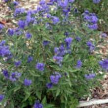 caryopteris 'first choice'