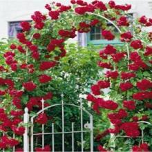 Rose-Climbing Blaze