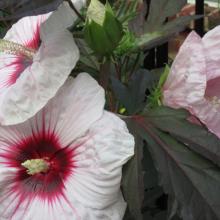 copper, king, plant, perennials, louisiana, nursery