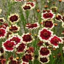 coreopsis 'jive'