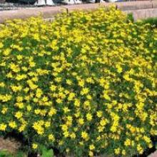 coreopsis 'moonbeam'