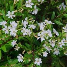 cuphea 'brazilian white'