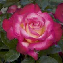 Rose-Dick Clark