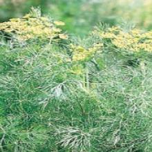 Herb-Fernleaf Dill