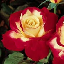 Rose-Double Delight