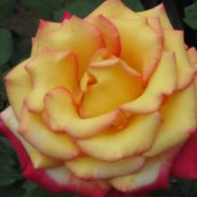 dream come true rose, plant, roses, rose, louisiana, nursery