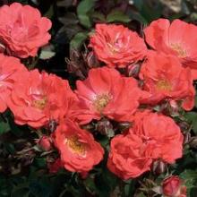 Roses-Drift Coral