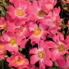 Roses-Drift Pink