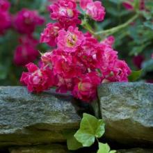 Roses-Drift Red