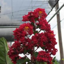 Dynamite Crape Myrtle, plant, trees, tree, ornamental, flowering, louisiana, nur
