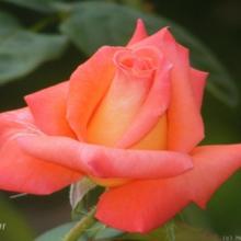 Rose-Folklore