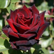 Roses-Ink Spots