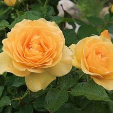 Rose-Julia Child