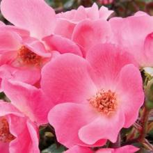 Roses-Knockout Rose Pink