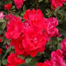 Rose- Red Knockout