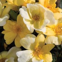 Roses-Knockout Sunny