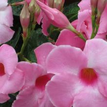 mandevilla, plant, louisiana, nursery, tropicals