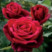 Roses-Mr. Lincoln