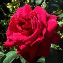Rose- Oklahoma