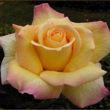 Rose-Peace