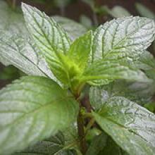 Herb-Peppermint