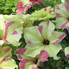 petunias, annuals, louisiana, nursery, plants