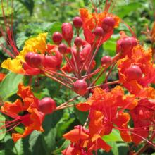 pride, barbados, plant, perennials, louisiana, nursery