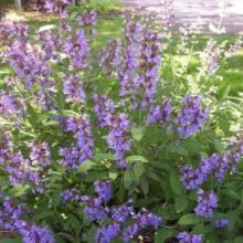 Herb-Common Sage