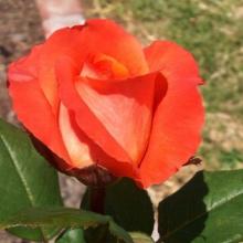 Rose-Shreveport