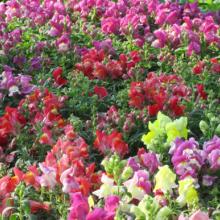 snapdragons, snap dragons, annuals, louisiana, nursery, plants