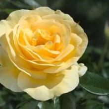 Rose-Sunshine Daydream
