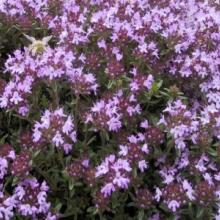 Herb-Wild Thyme