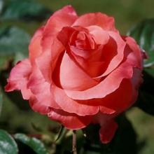 Rose-Touch of Class