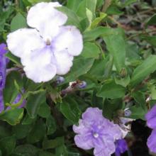 Yesterday, Today and Tomorrow, plant, shrubs, louisiana, nursery