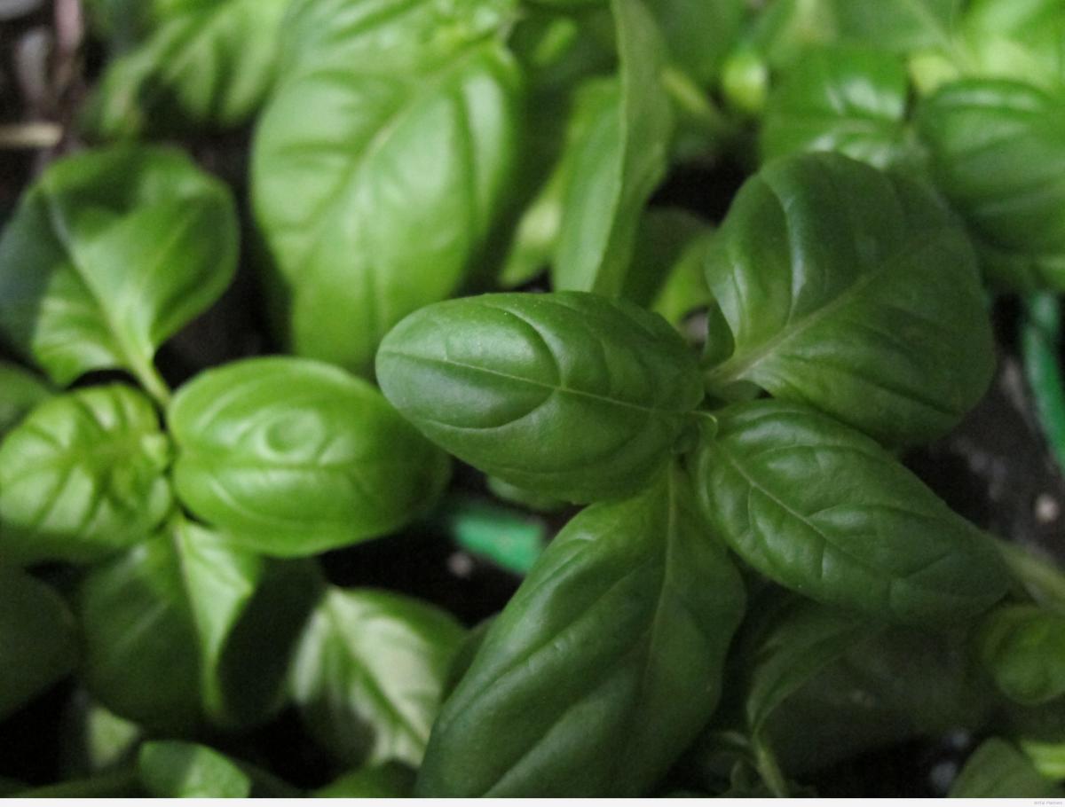FALL AND WINTER HERBS | Louisiana Nursery